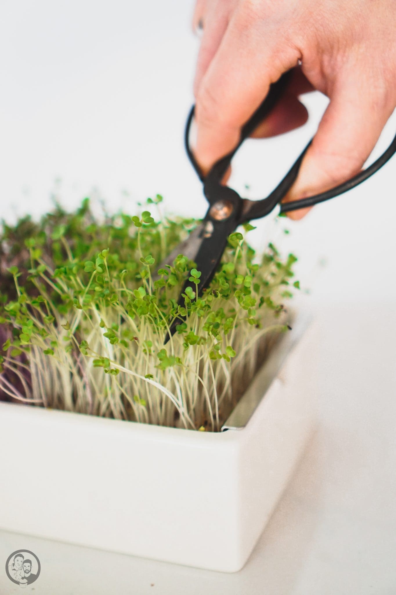 Microgreens werden geerntet