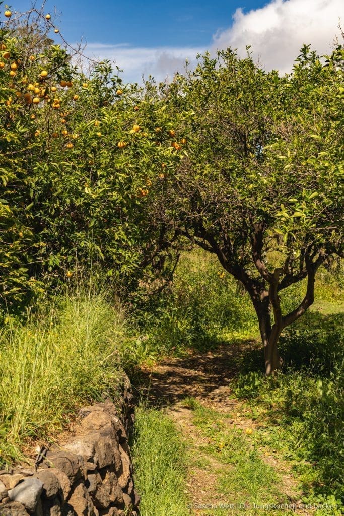 Orangen Mandelkuchen 12 | Jetzt sind wir gerade erst ein paar Tage wieder aus unserem kurzen Urlaub auf Gran Canaria zurück in Köln und schon stehen wir wieder in der Küche. In diesem Fall ich alleine. Der Grund dafür ist, dass ich zu Saschas Geburtstag, der genau in unseren Urlaub fiel, natürlich auch einen Geburtstagskuchen für ihn backen musste. Oder eher gesagt, wollte. Bei der Überlegung, was es für einen Kuchen geben wird, gab es verschiedene Punkte, die ich bedenken musste. Am Ende wurde es ein Orangen-Mandelkuchen.
