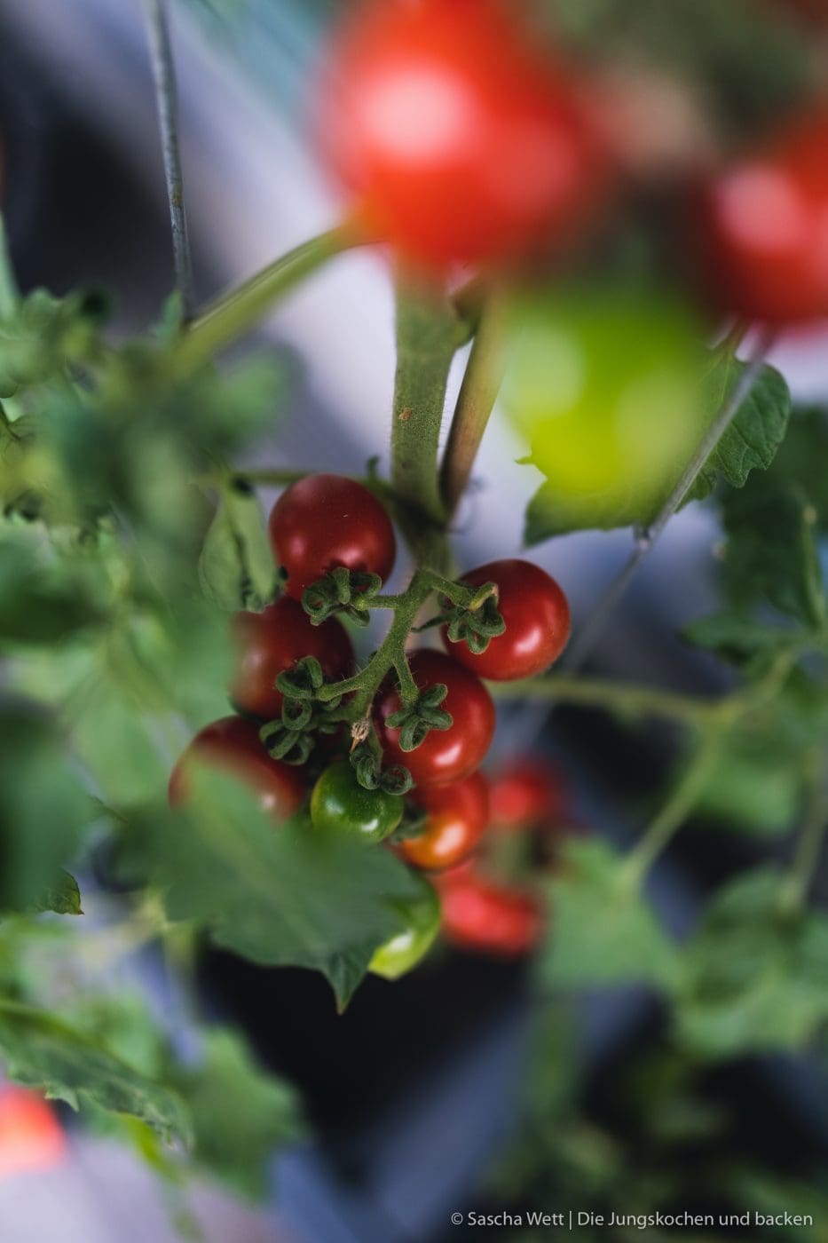 ToGo VB Tomaten Nudelsalat 1 | Heute haben wir ein extrem multifunktionales Rezept für euch, denn unser Nudelsalat mit Tomaten, Pfirsich und gebratenem Romana passt perfekt in einen Schönen Grillabend mit Freunden, ist aber auch das perfekte Essen fürs Büro. Super frisch und definitiv nicht zu schwer, lässt es sich auch nach dem Mittagessen noch wunderbar arbeiten und man verfällt nicht in dieses anstrengende "Fresskoma", dass man in Kantinen oft hat.