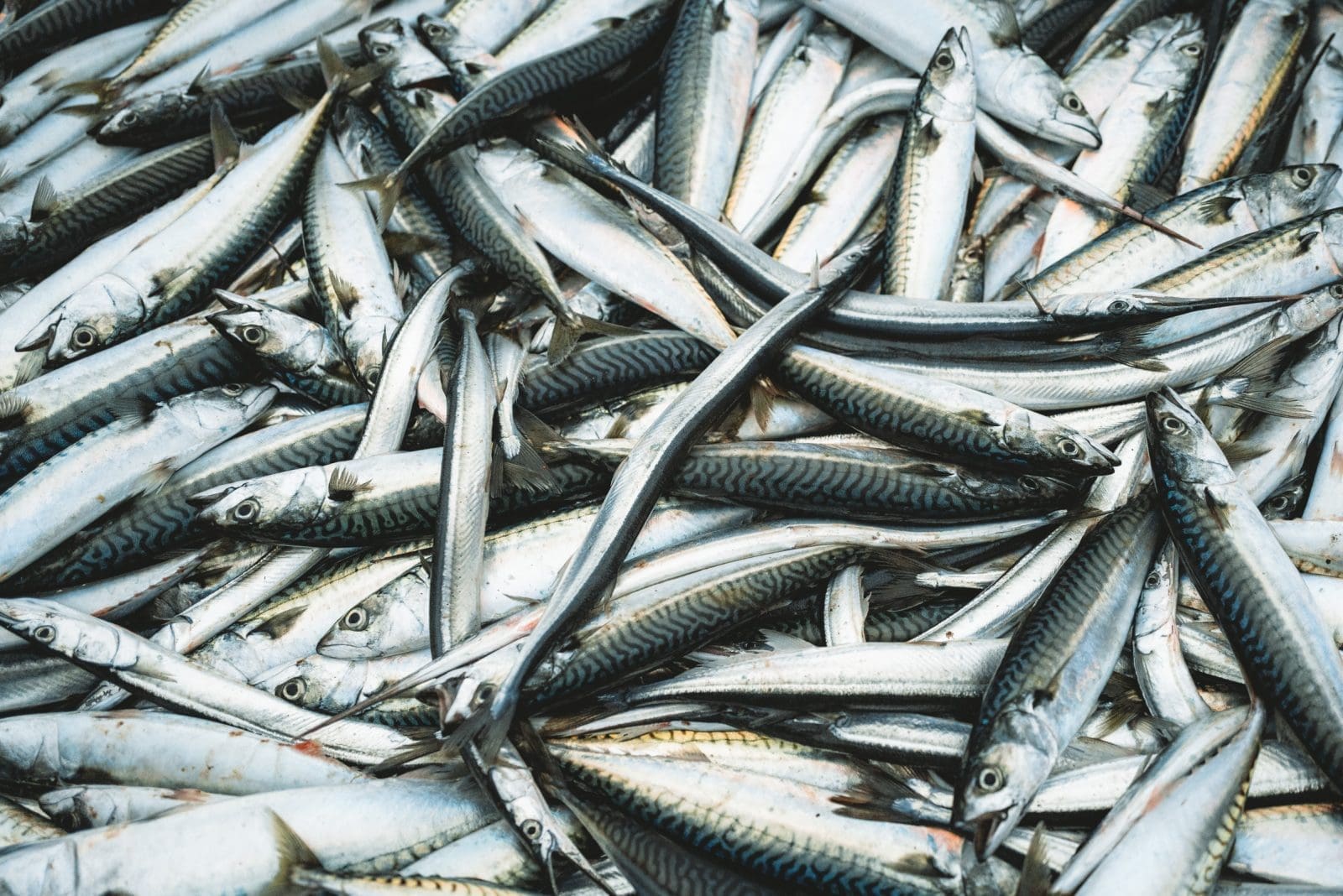 Die Jungs unterwegs in Skagen: Dänemarks Norden kulinarisch erleben! 16 Skagen 214 | Unsere letzte Reise mit VisitDenmark führte uns in die malerische Region Skagen in Dänemark, wo wir gemeinsam mit Andrea von Zimtkeks und Apfeltarte und Simone von S-Küche die lokale Küche, atemberaubende Natur und die herzliche Gastfreundschaft erleben durften. Getragen von der Sehnsucht nach neuen kulinarischen Entdeckungen, begann unser Abenteuer.