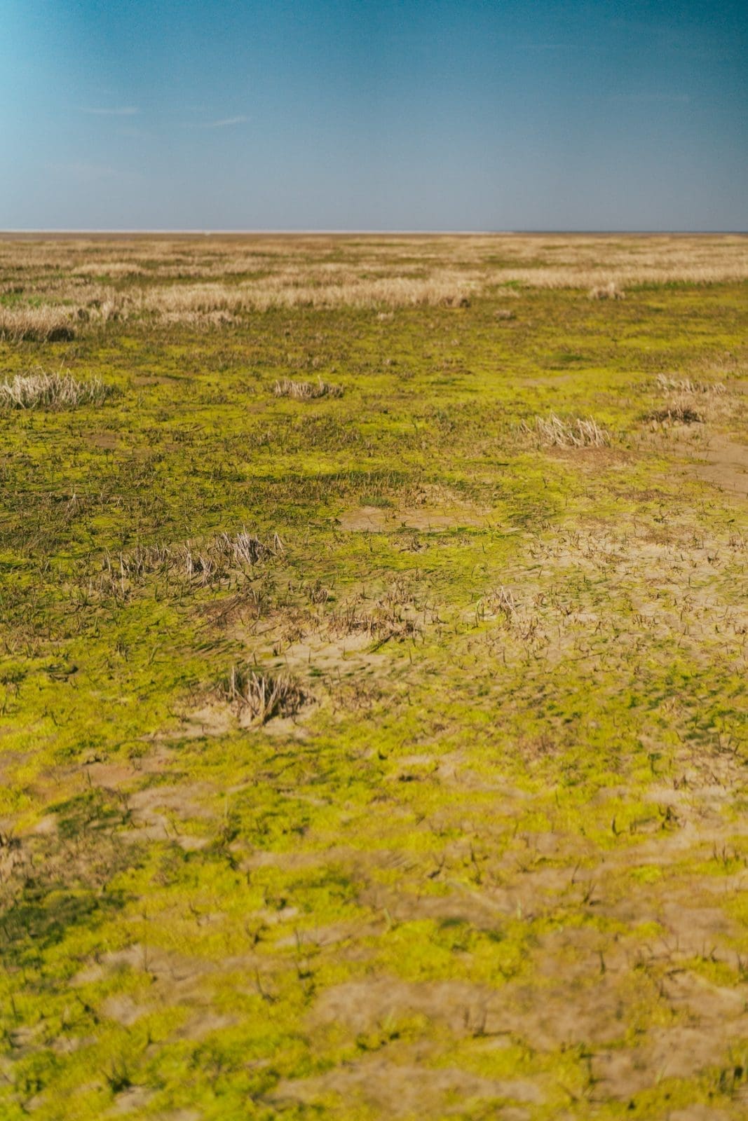 Fano Daenemark 51 | Willkommen zu unserem neuesten Reiseabenteuer in Dänemark! Es ging nach Fanø, einer wunerschönen Insel in der Nordsee vor der Westküste Dänemarks. Maja von moey's Kitchen, Simone von der S-Küche und wir waren sofort gepackt von der tollen Atmosphäre der Insel – eine Mischung aus unberührter Natur, historischen Dörfern und einer tief verwurzelten maritimen Geschichte. Fanø ist ein Ort, an dem die Zeit stillzustehen scheint und die Hektik des Alltags in ganz ganz weite Ferne rückt. UND auf der man ausgezeichnet Schlemmen kann!