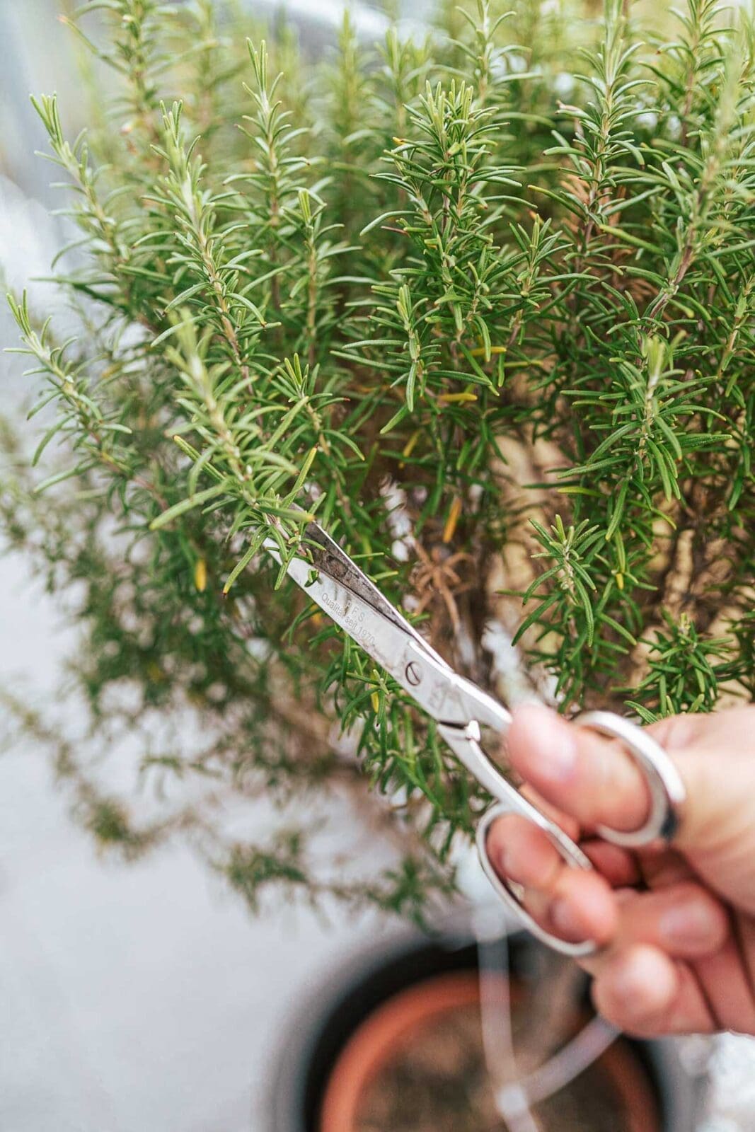 Schmor Lamm25 1 | Wie sehr freuen wir uns jedes Jahr auf die Zeit der Schmorgerichte – und besonders darauf, unser zart geschmortes Lamm wieder auf den Teller zu bringen! Seit vielen Jahren kennt ihr unser beliebtes Rezept für geschmortes Lamm, das mit mediterranen Aromen verfeinert wird und das ihr fleißig nachkocht. Deshalb war es höchste Zeit, unseren Beitrag zu überarbeiten und euch mit wertvollen Tipps zu versorgen: Welche Cuts vom Lamm eignen sich am besten? Wie wird geschmortes Lamm besonders zart? Und worauf solltet ihr beim Einkauf von Lammfleisch grundsätzlich achten? Hier erfahrt ihr alles, was ihr wissen müsst!