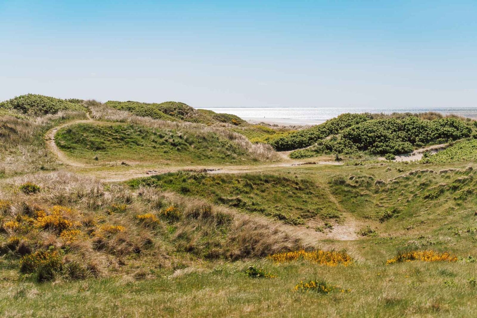 Ferienhaus Dänemark Guide: Regionen, Tipps & persönliche Erfahrungen 5 Urlaub in Dänemark mit Hund am Nordseestrand