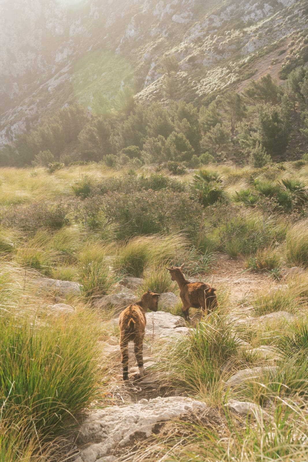 Malle 4 | Die Mallorca Nebensaison ist so viel mehr als nur Ballermann, Schinkenstraße und Party-Tourismus! Wie ist das bei euch? Habt ihr bei Mallorca auch zuerst die überfüllten Strände und lauten Bars im Kopf? Dann lasst euch von uns auf eine Reise mitnehmen, die euer Bild von der Lieblingsinsel der Deutschen komplett verändern wird. Wir waren nun schon mehrfach dort und haben bei jedem Besuch tiefere Einblicke in die echte und authentische Seite dieser fantastischen Insel bekommen. Und ganz wichtig: Wir reisen immer in der Mallorca Nebensaison!&nbsp;Das ist der Schlüssel, um die versteckten Schätze wirklich zu erleben.&nbsp; Wir zeigen euch unsere persönlichen Geheimtipps für Restaurants, charmante Orte und einzigartige Läden fernab vom Trubel. Jetzt geht's also los mit jeder Menge Genuss und vielen tollen Erlebnissen.