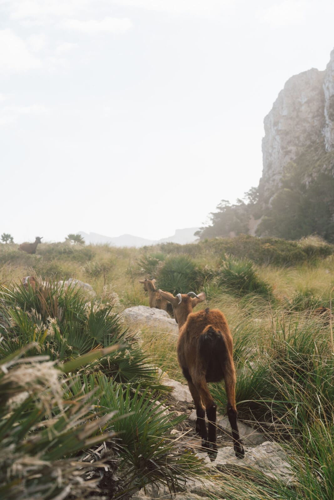 Malle 5 | Die Mallorca Nebensaison ist so viel mehr als nur Ballermann, Schinkenstraße und Party-Tourismus! Wie ist das bei euch? Habt ihr bei Mallorca auch zuerst die überfüllten Strände und lauten Bars im Kopf? Dann lasst euch von uns auf eine Reise mitnehmen, die euer Bild von der Lieblingsinsel der Deutschen komplett verändern wird. Wir waren nun schon mehrfach dort und haben bei jedem Besuch tiefere Einblicke in die echte und authentische Seite dieser fantastischen Insel bekommen. Und ganz wichtig: Wir reisen immer in der Mallorca Nebensaison!&nbsp;Das ist der Schlüssel, um die versteckten Schätze wirklich zu erleben.&nbsp; Wir zeigen euch unsere persönlichen Geheimtipps für Restaurants, charmante Orte und einzigartige Läden fernab vom Trubel. Jetzt geht's also los mit jeder Menge Genuss und vielen tollen Erlebnissen.