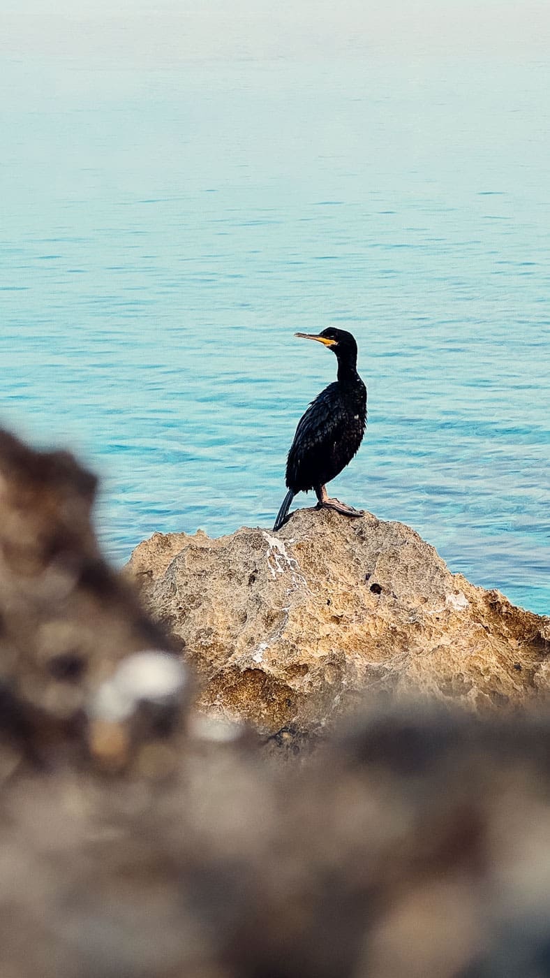 Mallorca2024 115 | Die Mallorca Nebensaison ist so viel mehr als nur Ballermann, Schinkenstraße und Party-Tourismus! Wie ist das bei euch? Habt ihr bei Mallorca auch zuerst die überfüllten Strände und lauten Bars im Kopf? Dann lasst euch von uns auf eine Reise mitnehmen, die euer Bild von der Lieblingsinsel der Deutschen komplett verändern wird. Wir waren nun schon mehrfach dort und haben bei jedem Besuch tiefere Einblicke in die echte und authentische Seite dieser fantastischen Insel bekommen. Und ganz wichtig: Wir reisen immer in der Mallorca Nebensaison!&nbsp;Das ist der Schlüssel, um die versteckten Schätze wirklich zu erleben.&nbsp; Wir zeigen euch unsere persönlichen Geheimtipps für Restaurants, charmante Orte und einzigartige Läden fernab vom Trubel. Jetzt geht's also los mit jeder Menge Genuss und vielen tollen Erlebnissen.