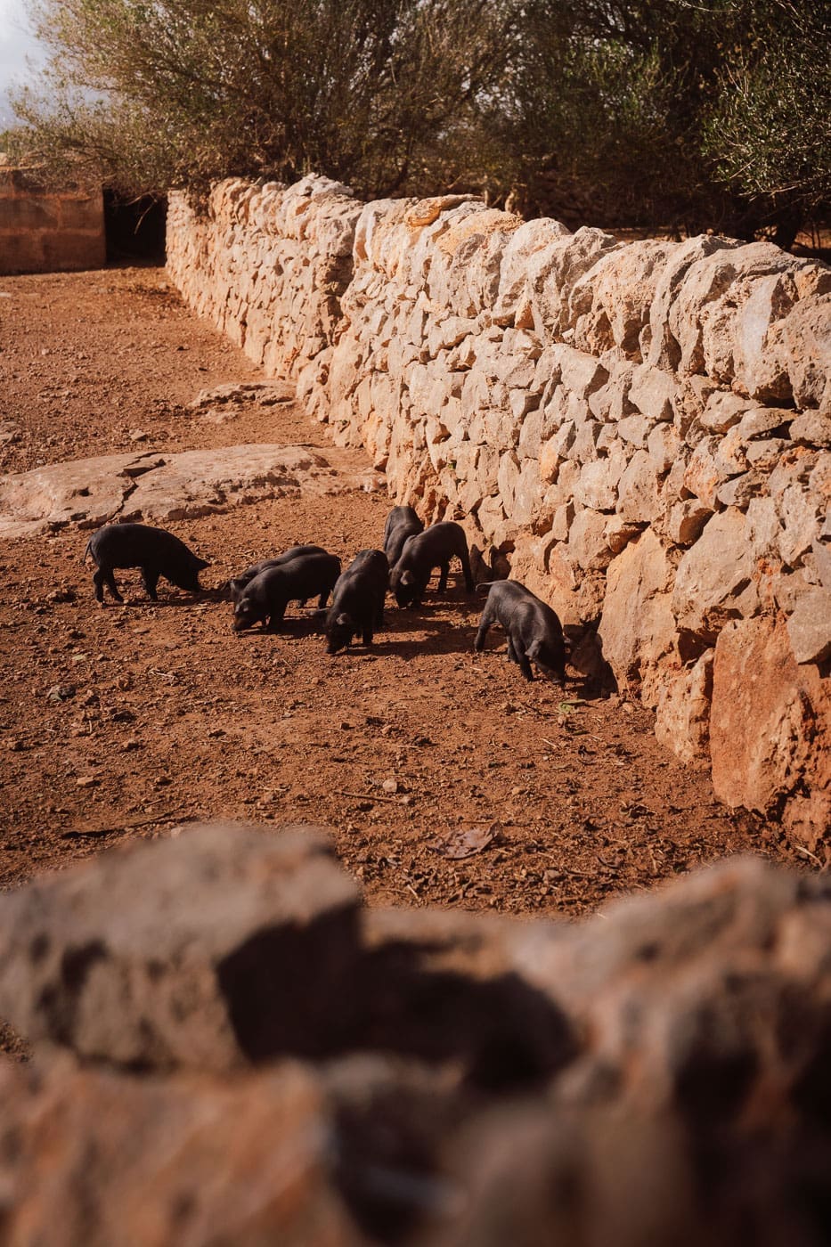 Mallorca2025 139 | Die Mallorca Nebensaison ist so viel mehr als nur Ballermann, Schinkenstraße und Party-Tourismus! Wie ist das bei euch? Habt ihr bei Mallorca auch zuerst die überfüllten Strände und lauten Bars im Kopf? Dann lasst euch von uns auf eine Reise mitnehmen, die euer Bild von der Lieblingsinsel der Deutschen komplett verändern wird. Wir waren nun schon mehrfach dort und haben bei jedem Besuch tiefere Einblicke in die echte und authentische Seite dieser fantastischen Insel bekommen. Und ganz wichtig: Wir reisen immer in der Mallorca Nebensaison!&nbsp;Das ist der Schlüssel, um die versteckten Schätze wirklich zu erleben.&nbsp; Wir zeigen euch unsere persönlichen Geheimtipps für Restaurants, charmante Orte und einzigartige Läden fernab vom Trubel. Jetzt geht's also los mit jeder Menge Genuss und vielen tollen Erlebnissen.