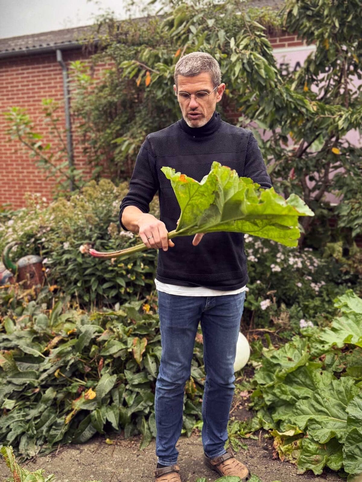 Peder pflanzt 16 Sorten Rhabarber an Dänemarks Nordwestküste an