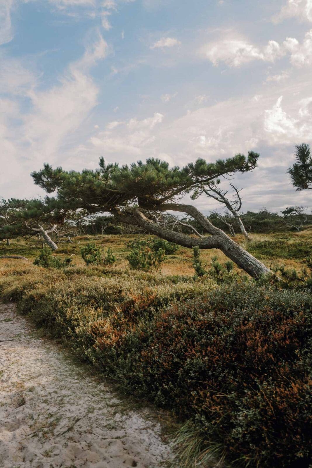 Entspannter Moment an Dänemarks Nordwestküste – weite Dünen, Nordseeluft und das Gefühl von Ruhe im Spätsommer.