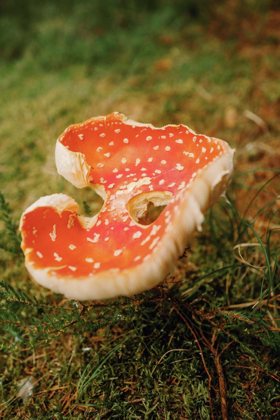 Fliegenpilz an Dänemarks Nordwestküste – weite Dünen, Nordseeluft und das Gefühl von Ruhe im Spätsommer.